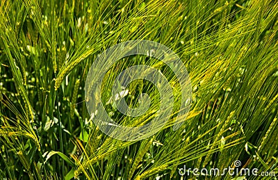 Barley stalks in the field Stock Photo