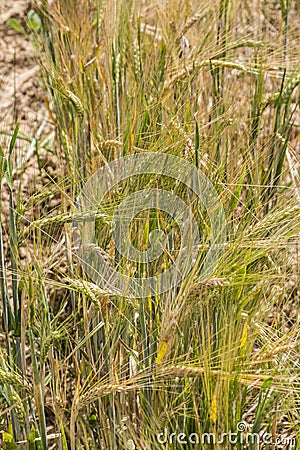 Barley stalks Stock Photo