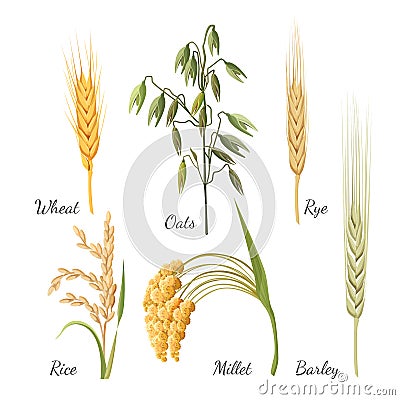 Barley, wheat, rye, rice, millet and green oat. Vector illustration Vector Illustration