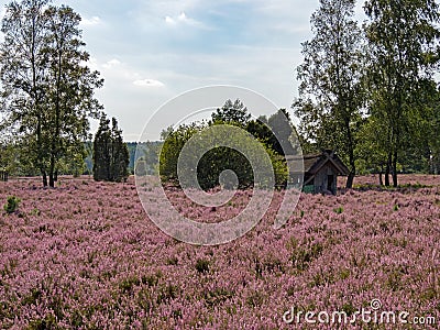 Barn with apiary at the landscape of Lueneburg Heath, Lower Saxony, Germany Stock Photo