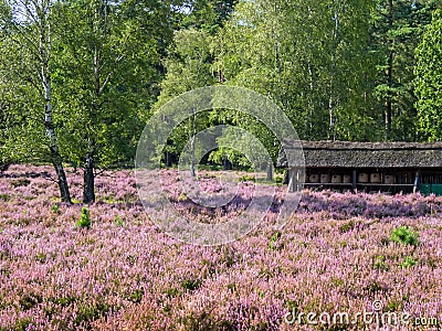 Barn with apiary at the landscape of Lueneburg Heath, Lower Saxony, Germany Stock Photo