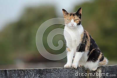 Barn Cat Stock Photo