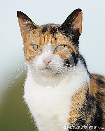 Barn Cat Stock Photo