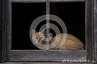 Barn cat framed Stock Photo