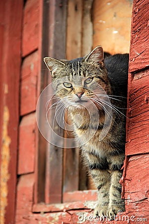 Barn cat Stock Photo