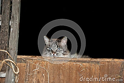 Barn cat in hay loft Stock Photo