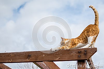 Barn cat out on the prowl having a stretch Stock Photo