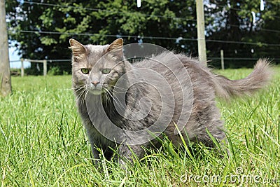 Barn Cat Stock Photo