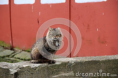 Barn cat sitting on old stone wall Stock Photo