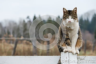 Barn Cat Sitting on Fence Post Stock Photo