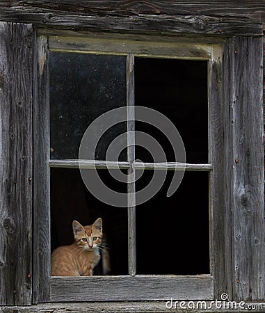 Barn kitten framed Stock Photo