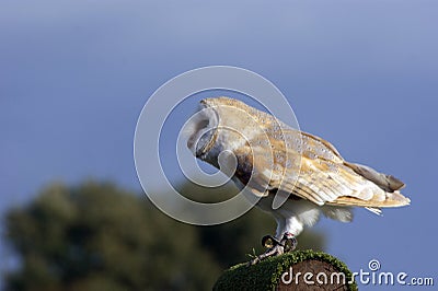 Barn Owl Stock Photo