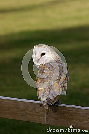 Barn Owl Stock Photo