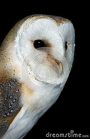 Barn Owl Stock Photo