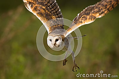 Barn Owl Stock Photo