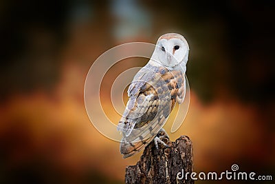 Barn owl Stock Photo