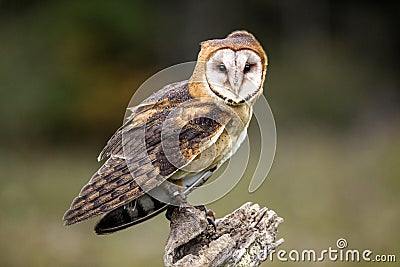 Barn Owl CRC Stock Photo