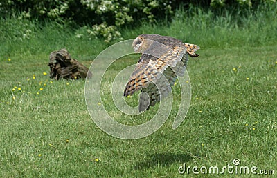 Barn Owl in Flight Stock Photo