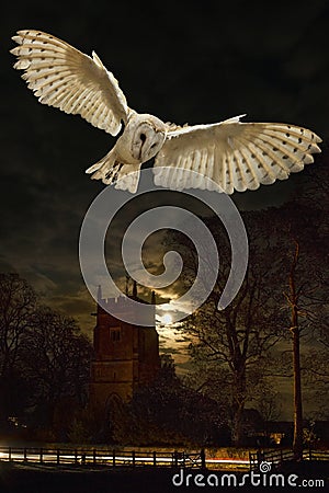 Barn Owl in flight at night Stock Photo