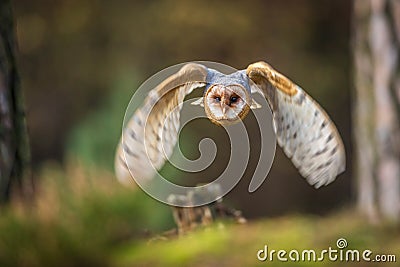 Barn owl flying into forest Stock Photo