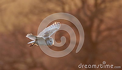 Barn owl Stock Photo