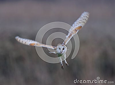 Barn Owl Stock Photo