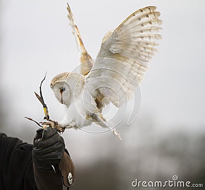 Barn Owl Landing on Glove Stock Photo