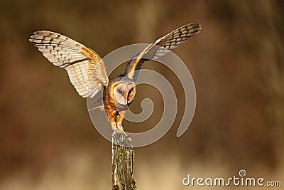 Barn owl landing with spread wings on tree stump at the evening Stock Photo