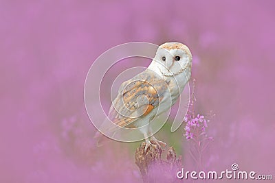 Barn Owl in light pink bloom, clear foreground and background, Czech Republic. Wildlife spring art scene from nature with bird. Ow Stock Photo