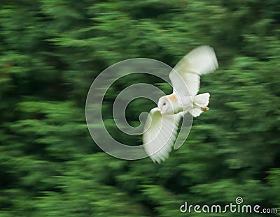 Barn Owl with motion blur Stock Photo