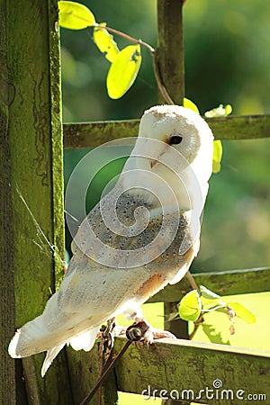 Rescued Barn Owl Stock Photo