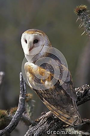 Barn Owl perched Stock Photo