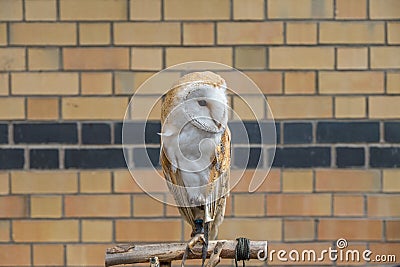 Barn Owl Editorial Stock Photo