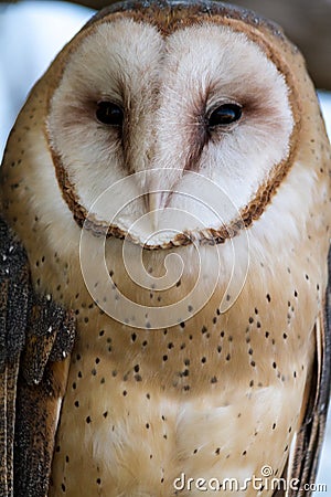 Barn Owl Stock Photo