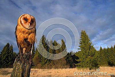 Barn owl sitting on the tree stump in forest at the evening - photo with wide lens including habitad Stock Photo