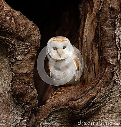 Barn owl in tree hollow Stock Photo