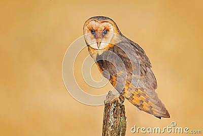 Barn owl on tree stump at the evening. Beautiful bird in nature habitat. Wildlife scene from nature. Owl, clear background. Night Stock Photo