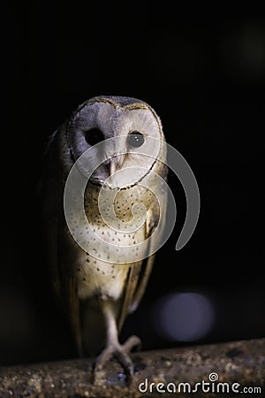 Barn owl Ty-to alba full length portrait perched Stock Photo