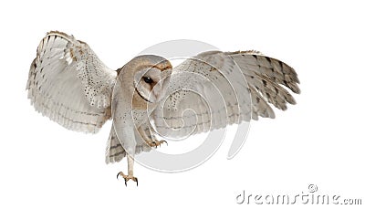 Barn Owl, Tyto alba, 4 months old, flying Stock Photo