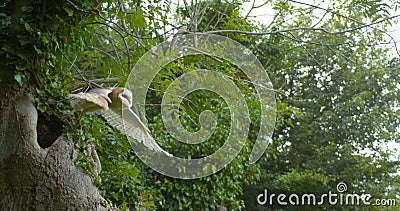 Barn Owl, tyto alba, Adult in flight, Taking off, Normandy Stock Photo