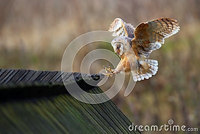 Barn owl, Tyto alba, bird landing on wooden roof, action scene in the nature habitat, flying bird, France Stock Photo