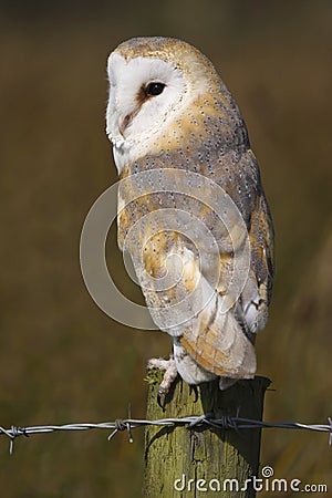 Barn Owl Tyto alba Bird of Prey Stock Photo