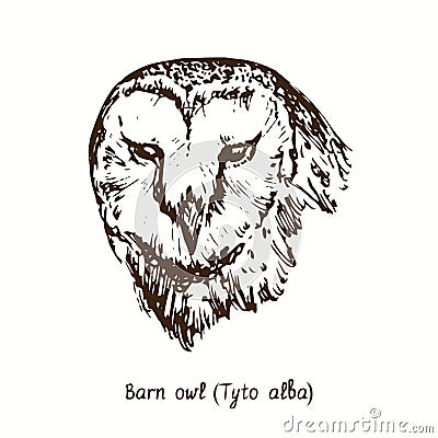 Barn owl Tyto alba face front view portrait. Ink black and white doodle drawing Vector Illustration