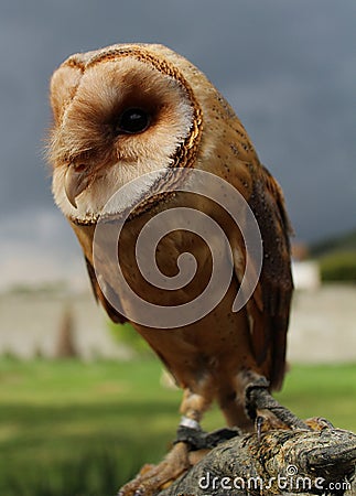 Barn owl Tyto alba 2 Stock Photo