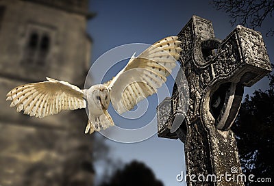 Barn Owl (Tyto alba) - Graveyard in England Stock Photo