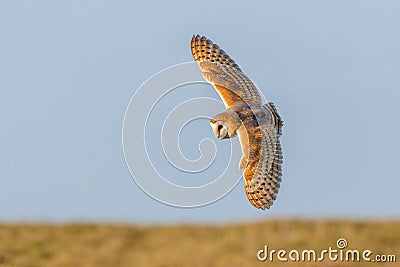 Barn Owl - Tyto alba hunting for prey. Stock Photo