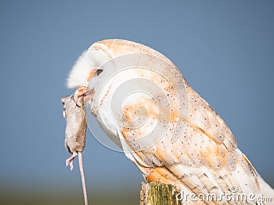 Close up of a barn owl with a mouse Stock Photo