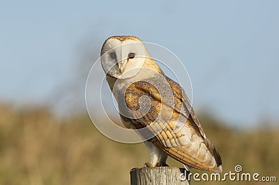 A Barn Owl (Tyto alba) perched on a post. Stock Photo