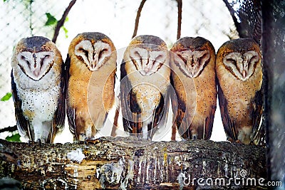 Barn owls on tree branch Stock Photo