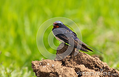 Barn swallow Stock Photo